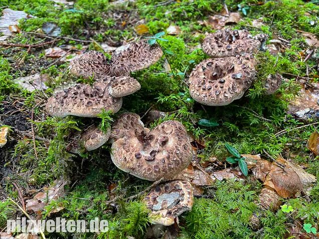 Habichtspilz, Sarcodon imbricatus