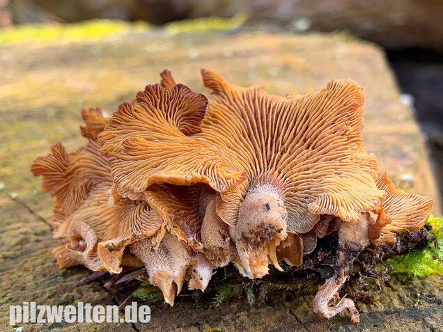 Herber Zwergknäueling, Panellus stipticus