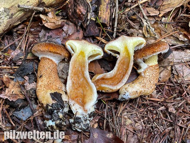 Hohlfußröhrling, Suillus cavipes
