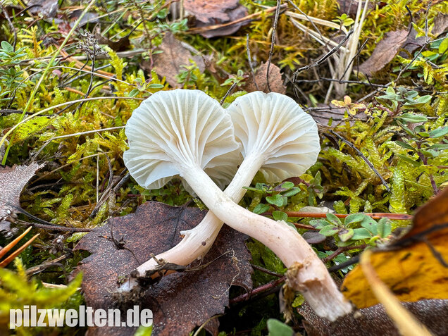 Jungfernellerling, Glasigweißer Ellerling, Cuphophyllus virgineus