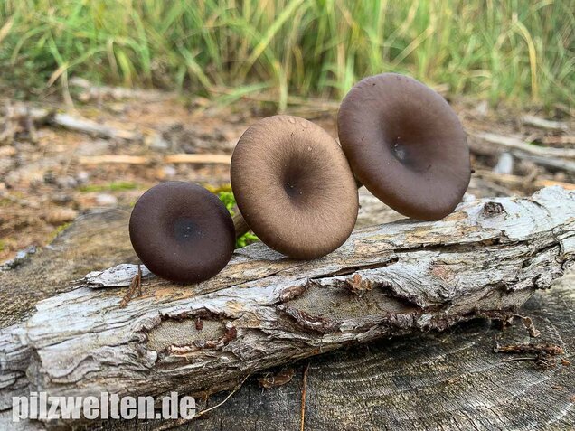 Kaffeebrauner Gabeltrichterling, Pseudoclitocybe cyathiformis