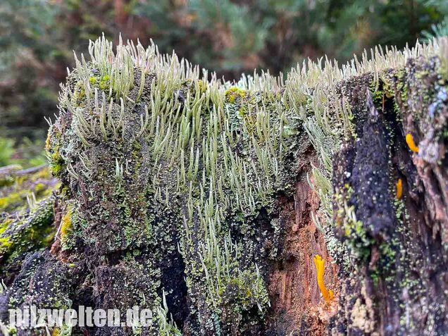 Keulenflechte, Cladonia coniocraea