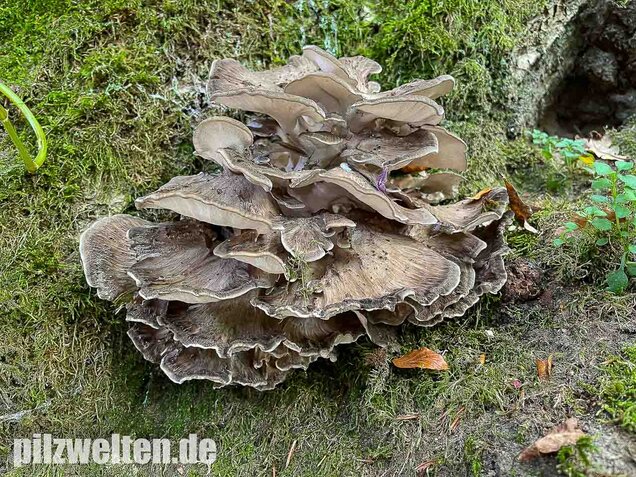 Klapperschwamm, Maitake, Grifola frondosa