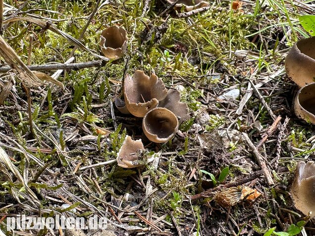 Kleine Becherlorchel, Dissingia confusa