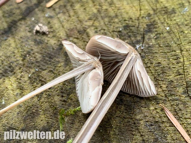 Langstieliger Knoblauchschwindling, Mycetinis alliaceus