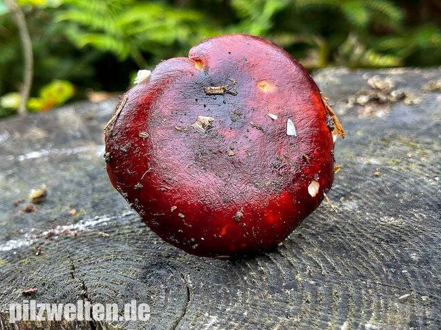 Lederstieltäubling, Russula viscida