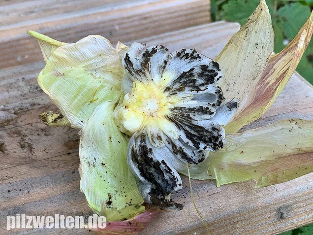 Maisbeulenbrand, Ustilago maydis