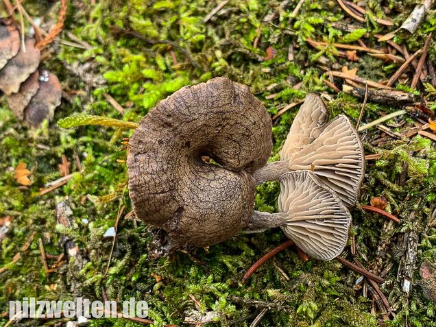 Grauer Mehltrichterling, Clitocybe ditopa