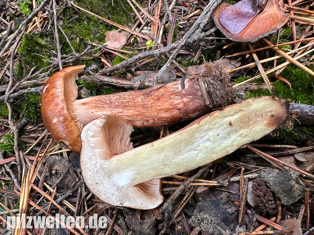 Geschupptstieliger Ritterling, Tricholoma fucatum