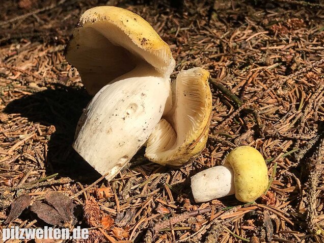 Violettstieliger Pfirsichtäubling, Russula violeipes