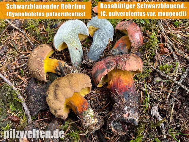 Schwarzblauender Röhrling, Cyanoboletus pulverulentus