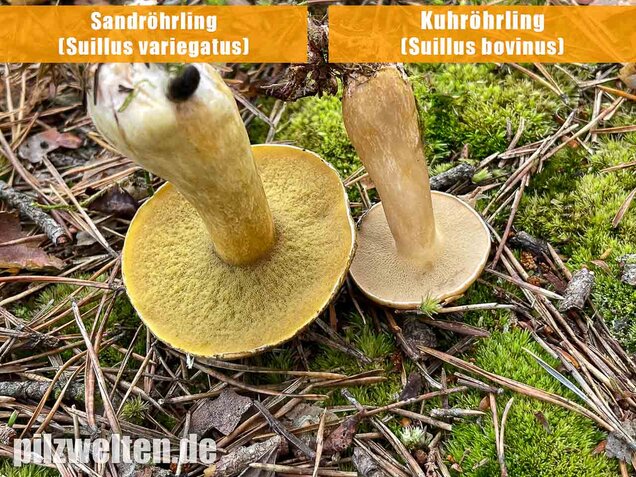 Kuhröhrling, Suillus bovinus