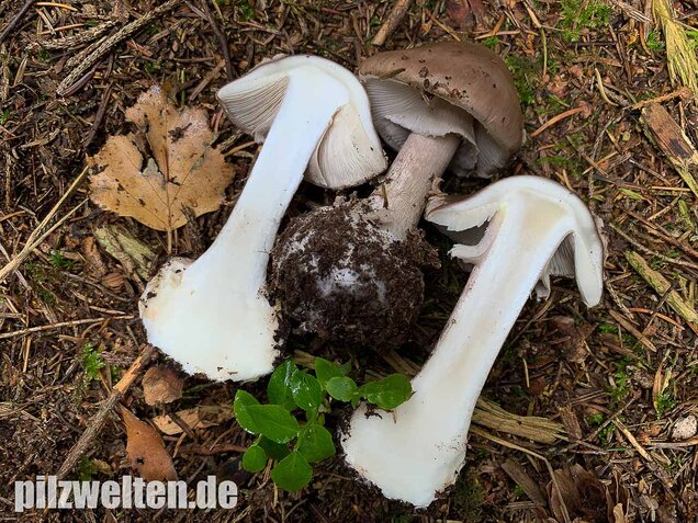 Porphyrbrauner Wulstling, Amanita porphyria