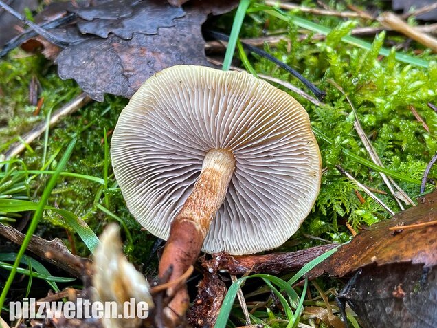 Rauchblättriger Schwefelkopf, Hypholoma capnoides