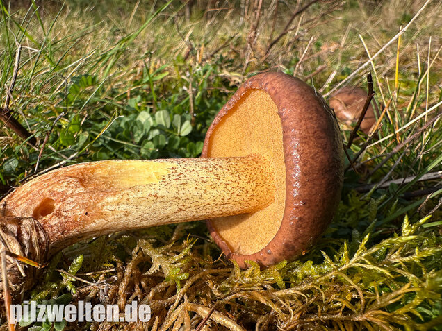 Ringloser Butterpilz, Suillus collinitus