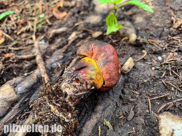 Rosahütiger Schwarzblauender Röhrling