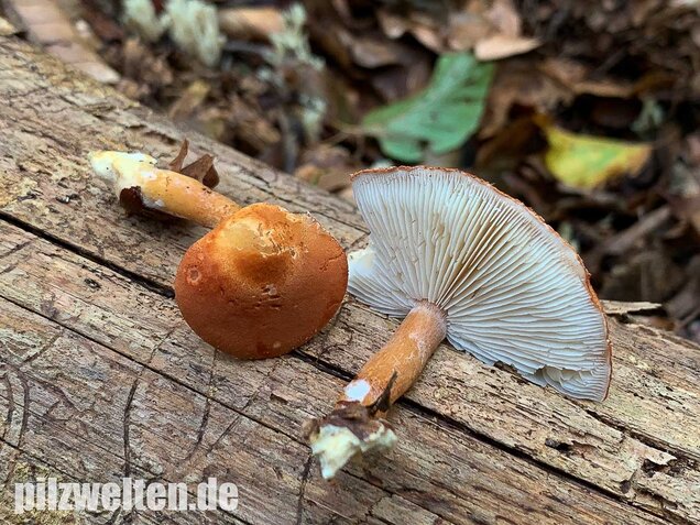 Rostroter Körnchenschirmling, Cystodermella granulosa