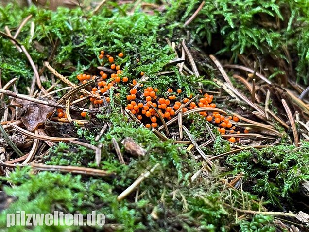 Rotköpfiger Schleimpilz, Trichia decipiens