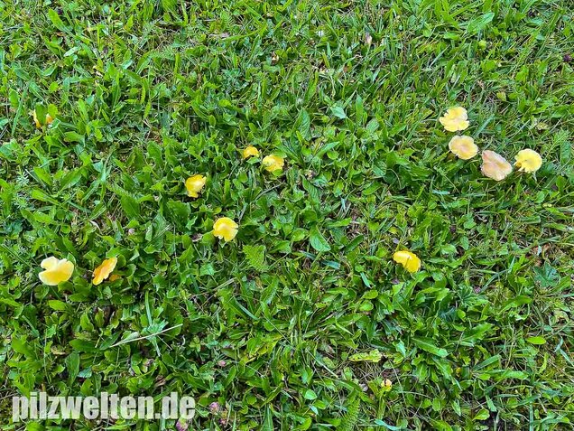 Safrangelber Saftling, Hygrocybe acutoconica