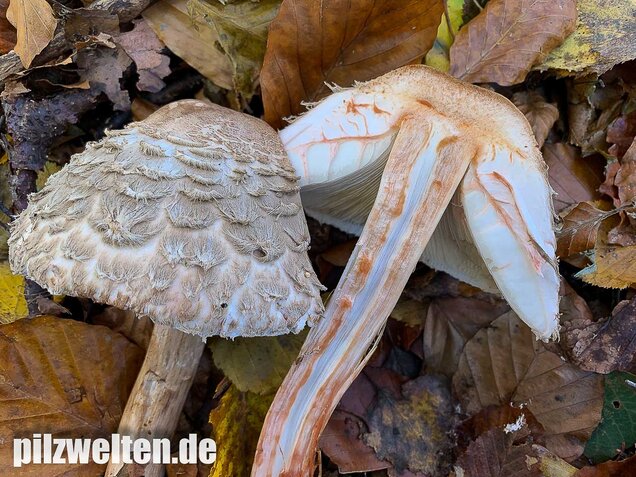 Olivbrauner Safranschirmling, Wald-Safranschirmling, Chlorophyllum olivieri