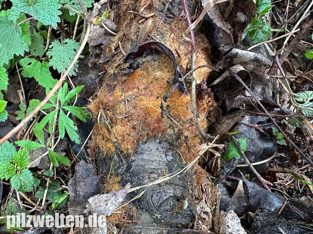 Pilzmyzelgeflecht, Ozonium