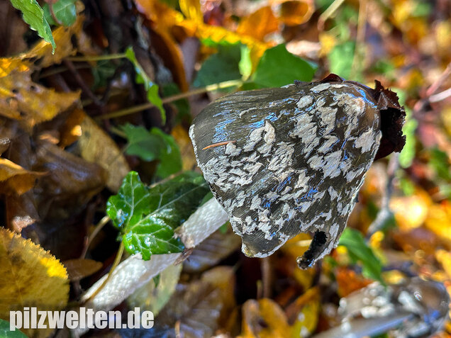 Spechttintling, Elsterntintling, Coprinopsis picacea