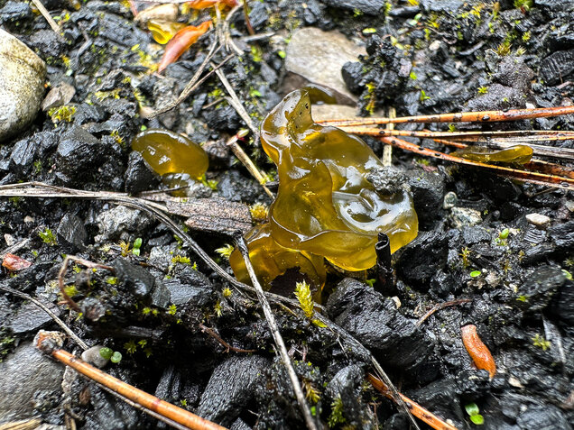Sternenrotz, Sternenschnäutzer, Cyanobakterien, Nostoc