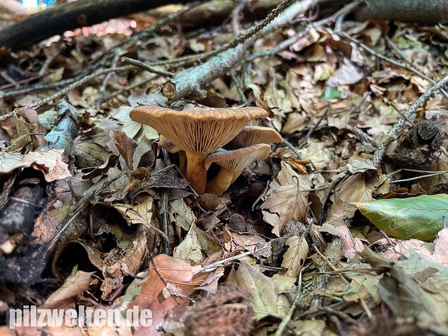 Süßlicher Buchenmilchling, Lactarius subdulcis