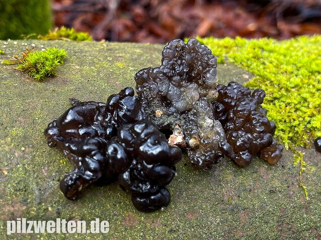 Warziger Drüsling, Exidia nigricans