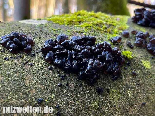 Warziger Drüsling, Exidia nigricans