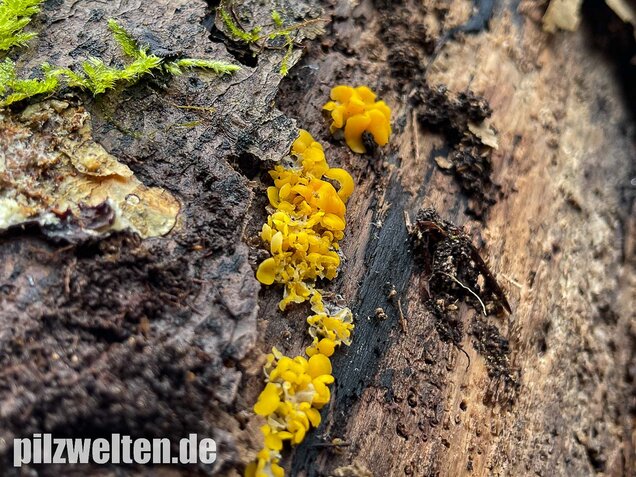 Weiden-Stängelbecherchen, Hymenoscyphus conscriptus