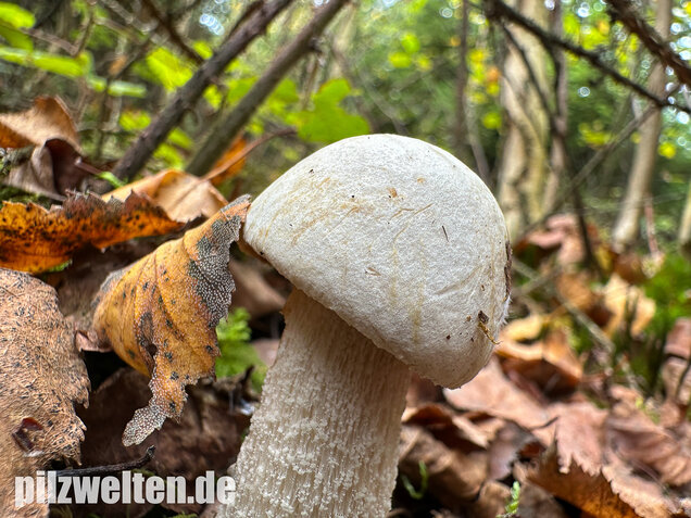 Wollstieliger Raufußröhrling (weiße Form), Leccinum cyaneobasileucum