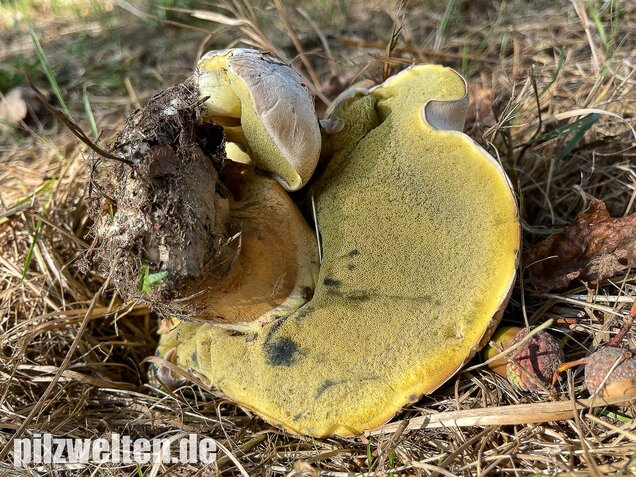 Wurzelnder Bitterröhrling, Caloboletus radicans