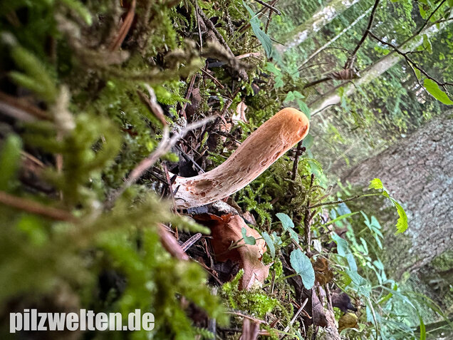 Abgestutzte Herkuleskeule, Clavariadelphus truncatus
