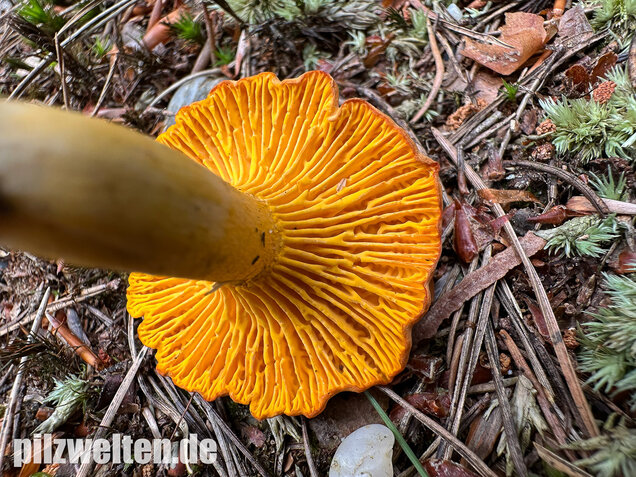 Bereifter Pfifferling, Blasser Nadelwaldpfifferling, Cantharellus subpruinosus