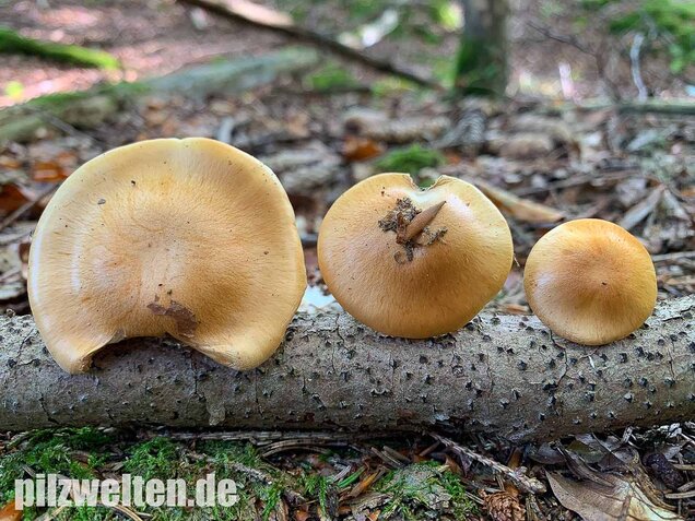 Bitterster Schleimfuß, Cortinarius vibratilis