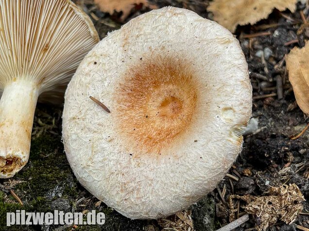 Blasser Birkenmilchling, Lactarius pubescens