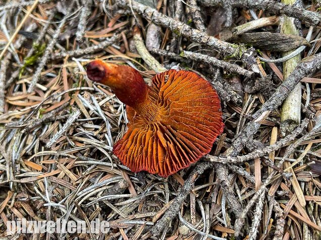 Blutroter Hautkopf, Cortinarius sanguineus