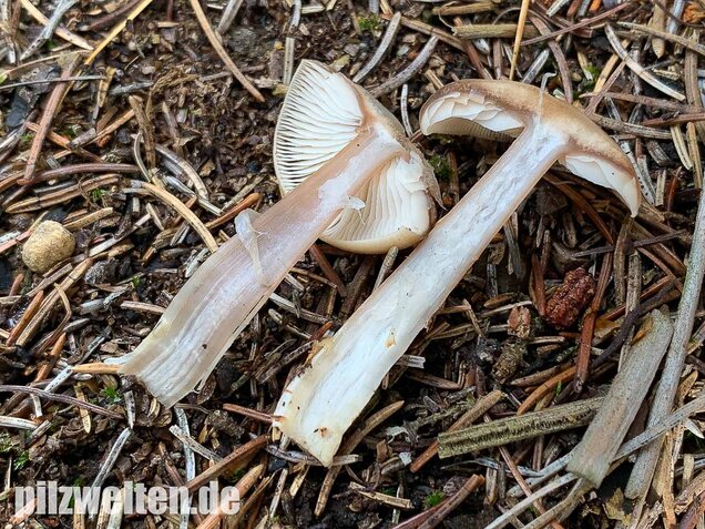 Butterrübling, Rhodocollybia butyracea
