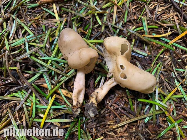 Elastische Lorchel, Helvella elastica