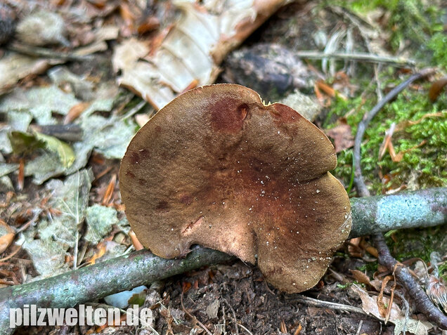 Europäisches Goldblatt, Phylloporus pelletieri