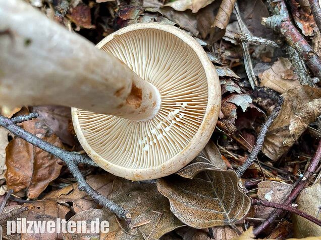 Fleischblasser Milchling, Lactarius pallidus