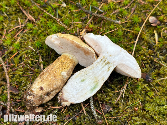 Gallenröhrling, Bitterling, Bitterpilz, Tylopilus felleus