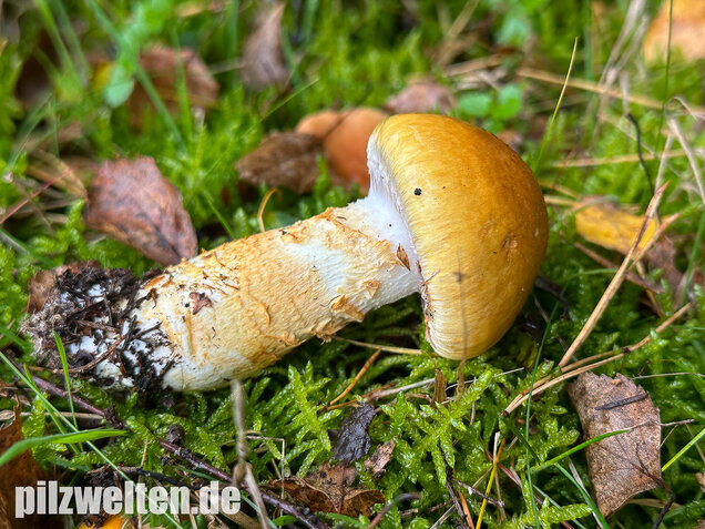 Gelbgestiefelter Schleimkopf, Phlegmacium triumphans