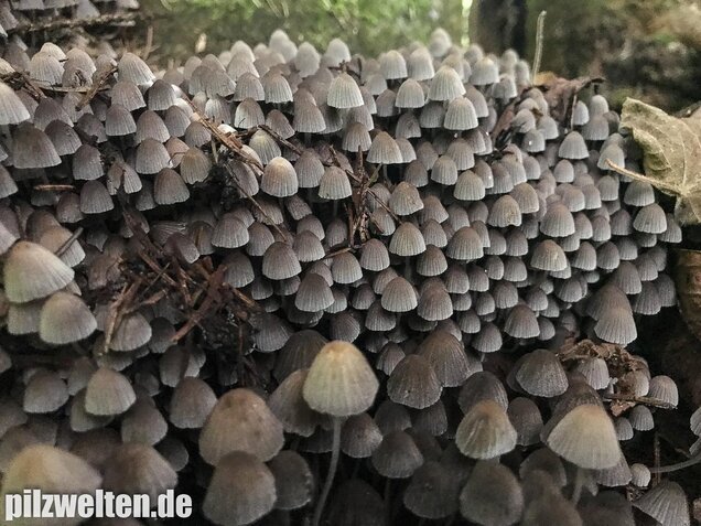 Gesäter Tintling, Coprinellus disseminatus