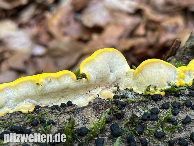 Gilbende Tramete, Spitzwarzige Weißfäuletramete, Antrodiella serpula