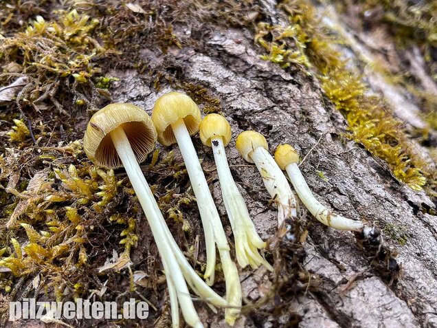 Goldmistpilz, Bolbitius titubans