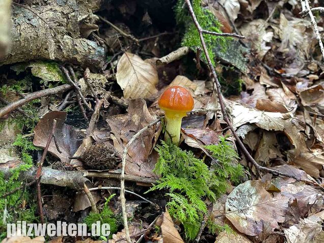 Goldröhrling, Suillus grevillei