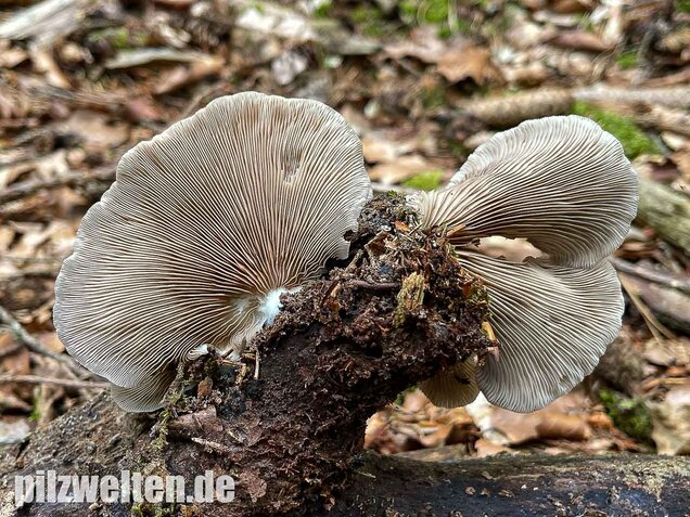 Großes Stummelfüßchen, Crepidotus autochthonus