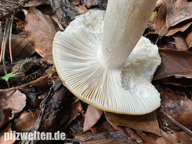 Grüner Speisetäubling, Russula heterophylla